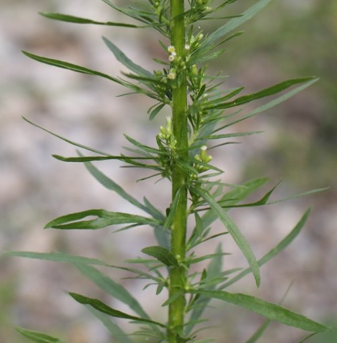 Pflanzenbild gross Kanadisches Berufkraut - Conyza canadensis