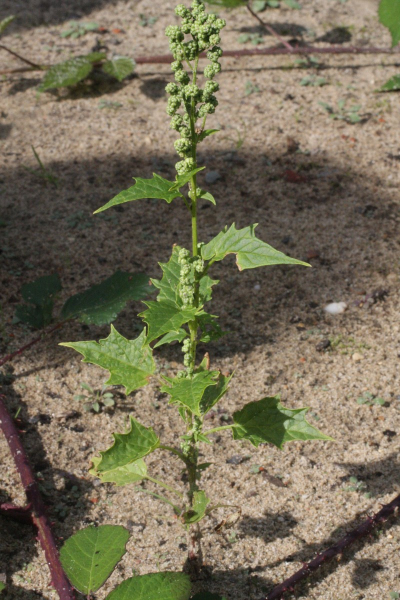 Pflanzenbild gross Bastard-Gänsefuss - Chenopodium hybridum