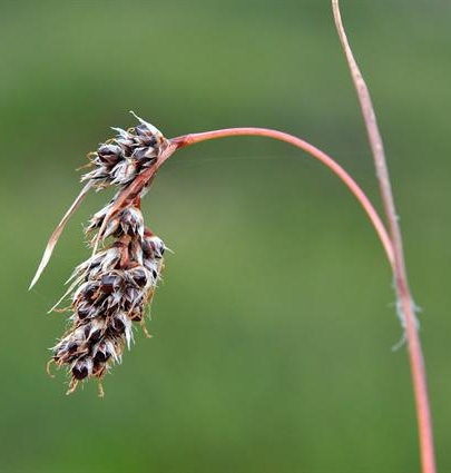 Pflanzenbild gross Ährige Hainsimse - Luzula spicata
