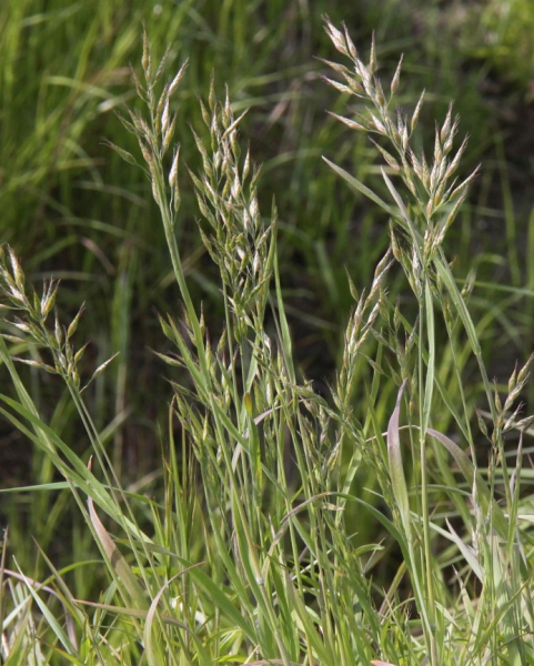 Pflanzenbild gross Gersten-Trespe - Bromus hordeaceus