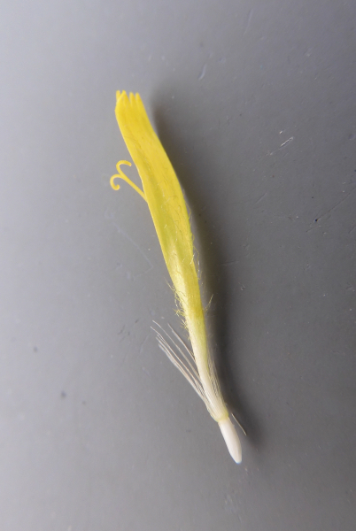 Pflanzenbild gross Alpen-Habichtskraut - Hieracium alpinum