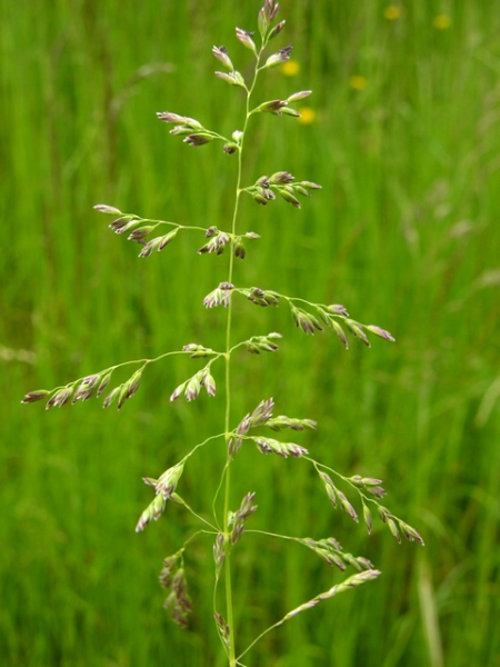 Pflanzenbild gross Gewöhnliches Wiesen-Rispengras - Poa pratensis