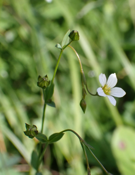Pflanzenbild gross Purgier-Lein - Linum catharticum