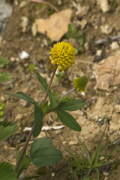 Pflanzenbild gross Braun-Klee - Trifolium badium