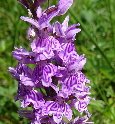 Pflanzenbild gross Gefleckte Fingerwurz - Dactylorhiza maculata