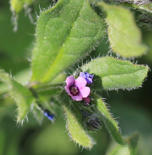 Pflanzenbild gross Niederliegendes Scharfkraut - Asperugo procumbens