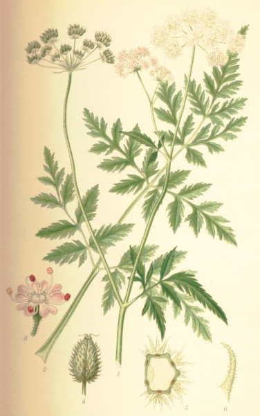 Pflanzenbild gross Wald-Borstendolde - Torilis japonica