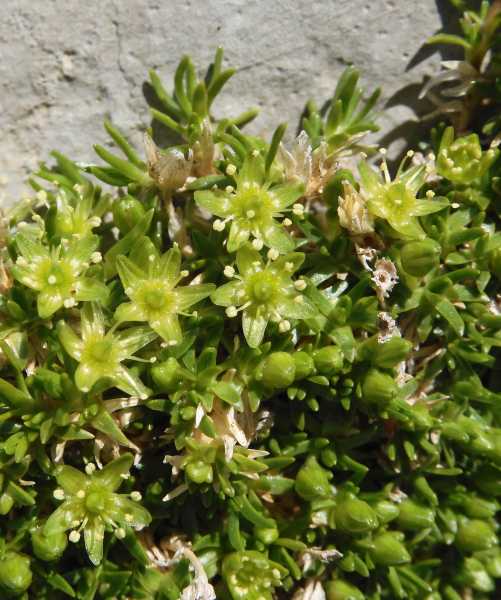 Pflanzenbild gross Zwerg-Miere - Minuartia sedoides