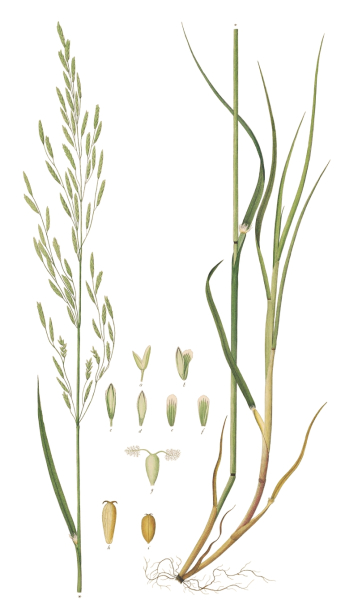 Pflanzenbild gross Faltiges Süssgras - Glyceria notata