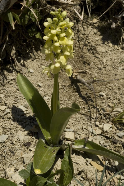 Pflanzenbild gross Blasses Knabenkraut - Orchis pallens