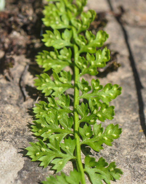 Pflanzenbild gross Quell-Streifenfarn - Asplenium fontanum