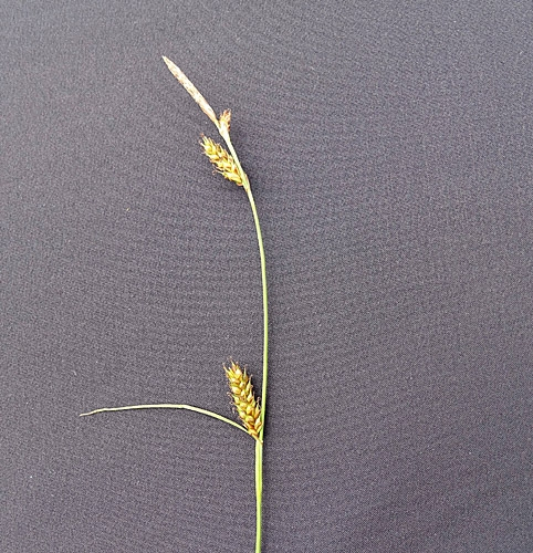 Pflanzenbild gross Langgliederige Segge - Carex distans