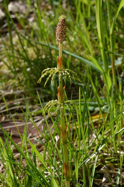 Pflanzenbild gross Wald-Schachtelhalm - Equisetum sylvaticum