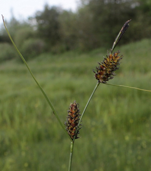Pflanzenbild gross Faden-Segge - Carex lasiocarpa