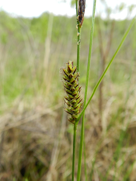 Pflanzenbild gross Faden-Segge - Carex lasiocarpa