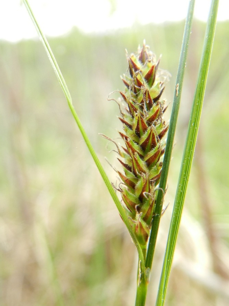 Pflanzenbild gross Faden-Segge - Carex lasiocarpa