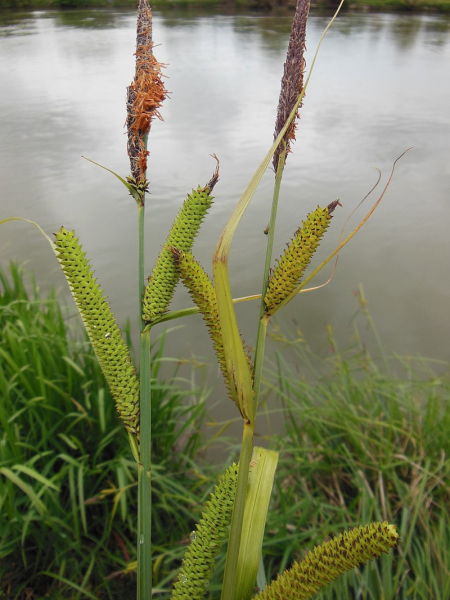 Pflanzenbild gross Ufer-Segge - Carex riparia
