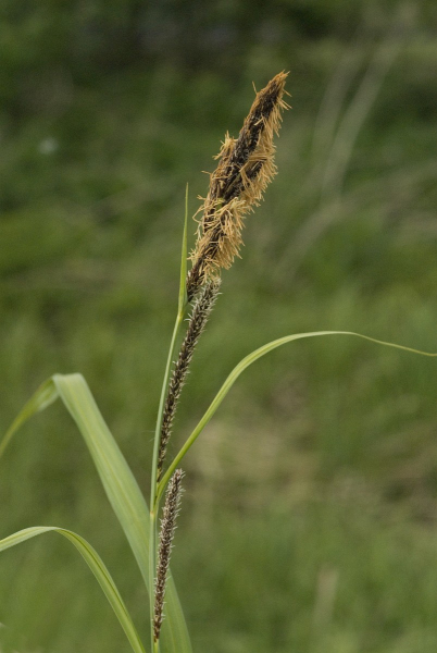 Pflanzenbild gross Ufer-Segge - Carex riparia