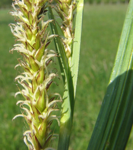 Pflanzenbild gross Ufer-Segge - Carex riparia