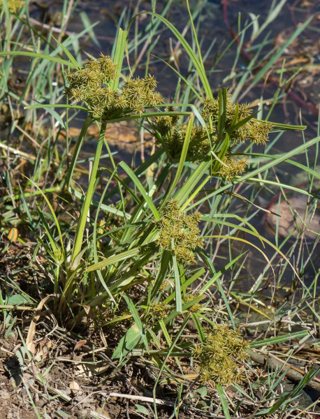 Pflanzenbild gross Essbares Zypergras - Cyperus esculentus
