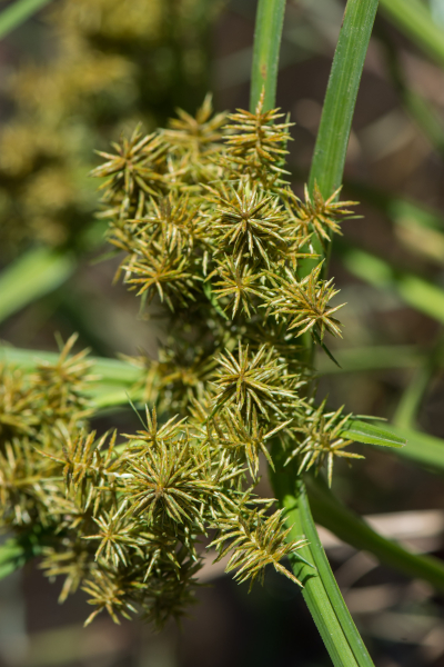 Pflanzenbild gross Essbares Zypergras - Cyperus esculentus