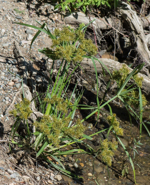 Pflanzenbild gross Essbares Zypergras - Cyperus esculentus