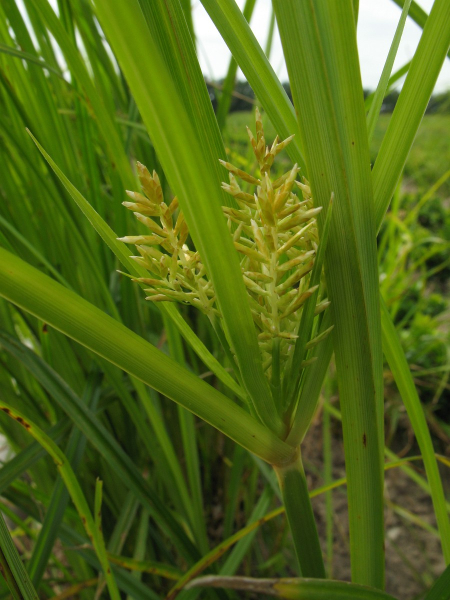Pflanzenbild gross Essbares Zypergras - Cyperus esculentus