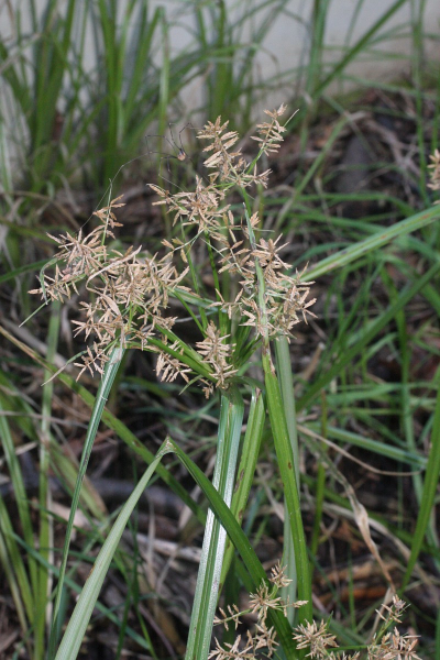 Pflanzenbild gross Essbares Zypergras - Cyperus esculentus