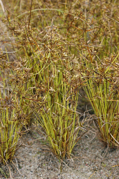 Pflanzenbild gross Gelbliches Zypergras - Cyperus flavescens