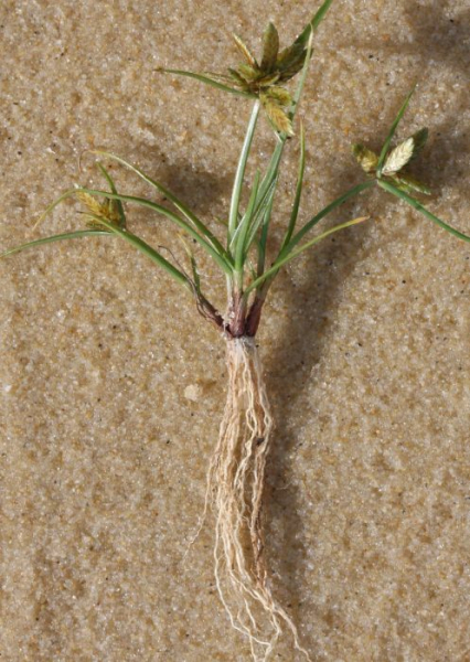 Pflanzenbild gross Gelbliches Zypergras - Cyperus flavescens