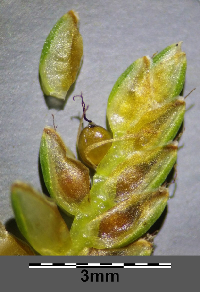 Pflanzenbild gross Gelbliches Zypergras - Cyperus flavescens
