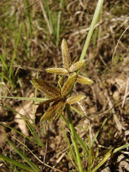 Pflanzenbild gross Gelbliches Zypergras - Cyperus flavescens