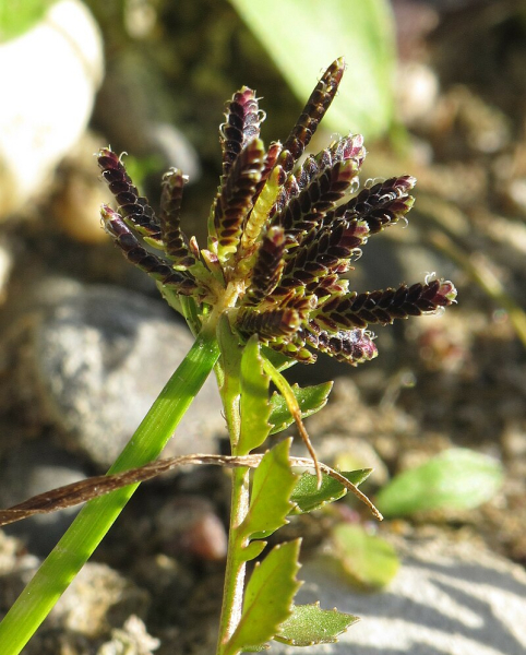 Pflanzenbild gross Schwarzbraunes Zypergras - Cyperus fuscus