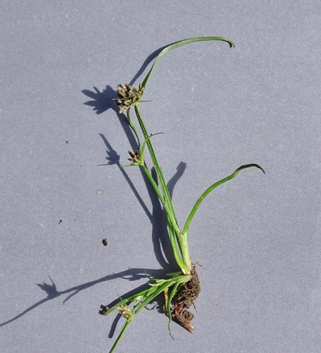 Pflanzenbild gross Schwarzbraunes Zypergras - Cyperus fuscus