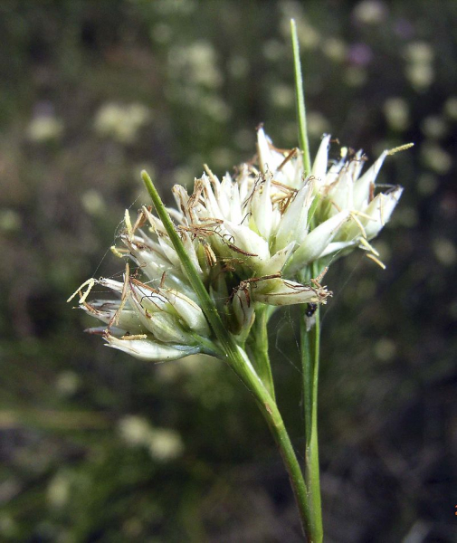 Pflanzenbild gross Weisse Schnabelbinse - Rhynchospora alba