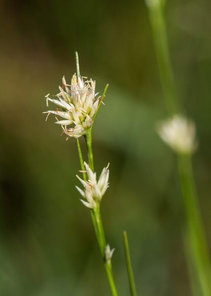 Pflanzenbild gross Weisse Schnabelbinse - Rhynchospora alba
