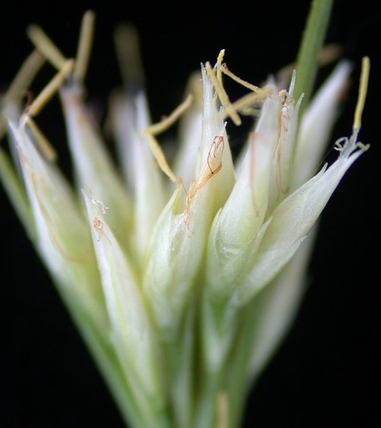 Pflanzenbild gross Weisse Schnabelbinse - Rhynchospora alba