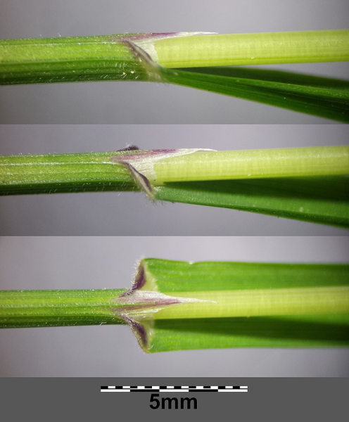 Pflanzenbild gross Einblütiges Perlgras - Melica uniflora