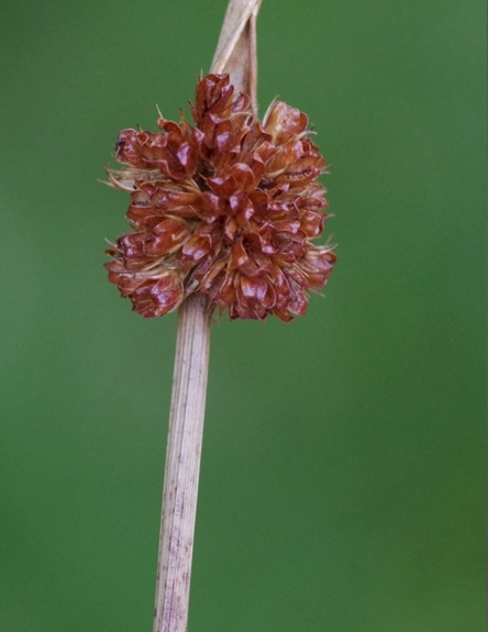 Pflanzenbild gross Knäuel-Binse - Juncus conglomeratus