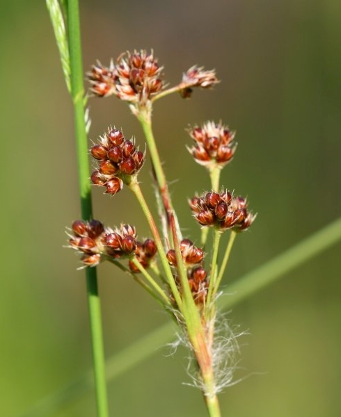 Pflanzenbild gross Vielblütige Hainsimse - Luzula multiflora aggr.