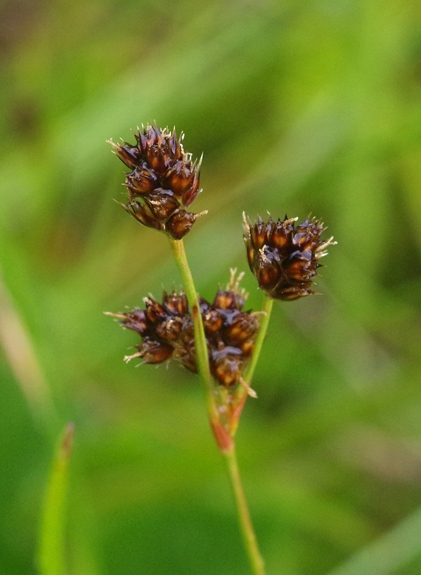 Pflanzenbild gross Vielblütige Hainsimse - Luzula multiflora aggr.