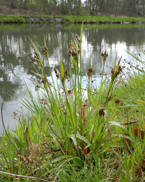 Pflanzenbild gross Vielblütige Hainsimse - Luzula multiflora aggr.