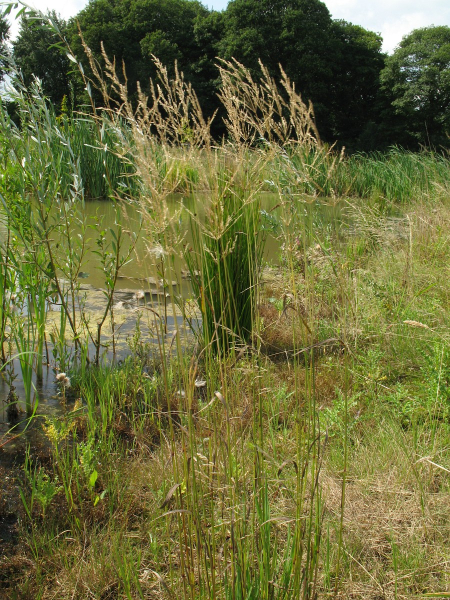 Pflanzenbild gross Riesen-Straussgras - Agrostis gigantea