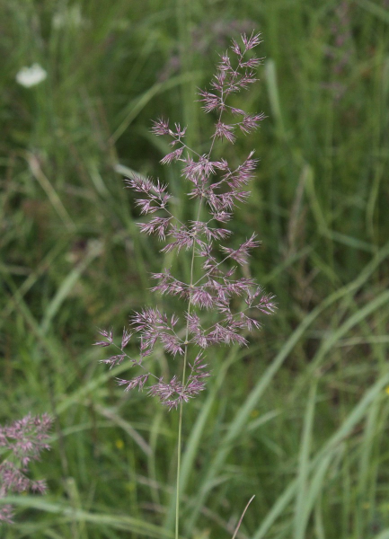 Pflanzenbild gross Riesen-Straussgras - Agrostis gigantea