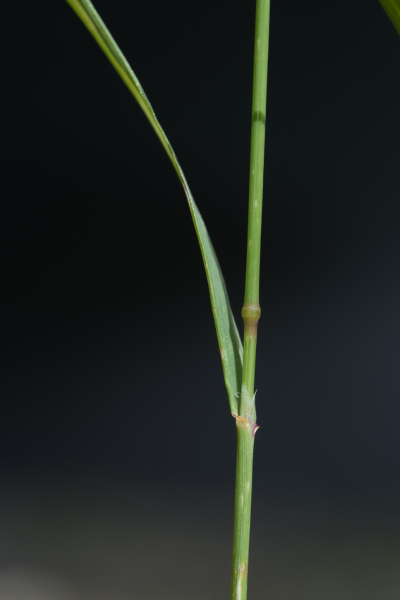 Pflanzenbild gross Zartes Straussgras - Agrostis schraderiana