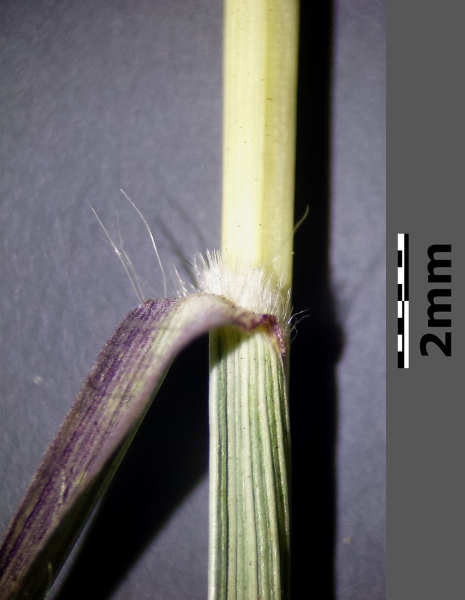 Pflanzenbild gross Finger-Bartgras - Bothriochloa ischaemum