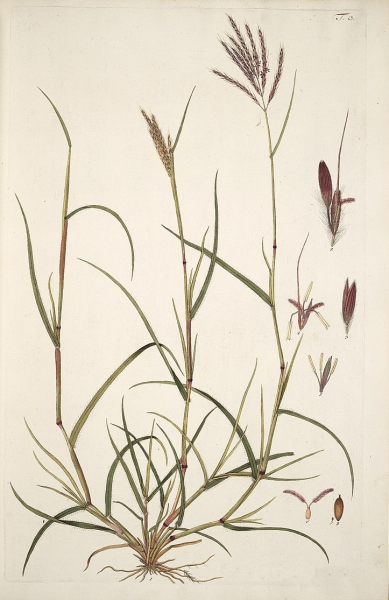 Pflanzenbild gross Finger-Bartgras - Bothriochloa ischaemum