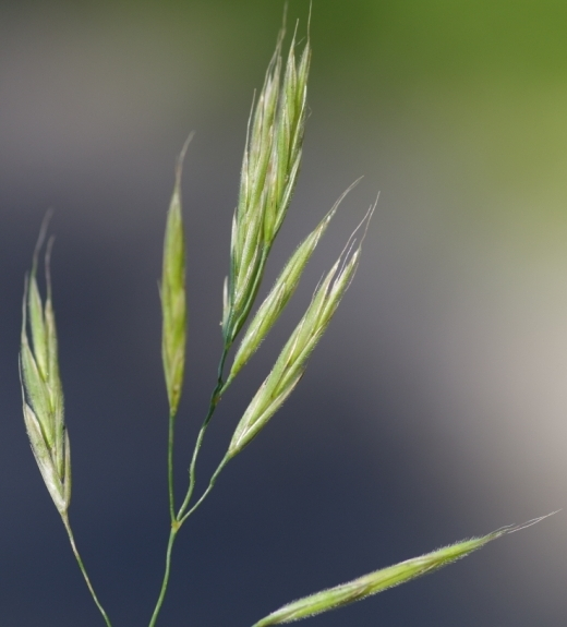 Pflanzenbild gross Ufer-Trespe - Bromus riparius