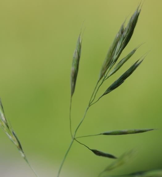 Pflanzenbild gross Ufer-Trespe - Bromus riparius