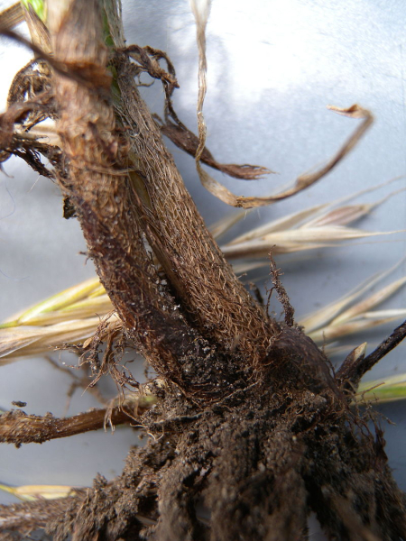 Pflanzenbild gross Ufer-Trespe - Bromus riparius
